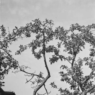 Apfelbaum