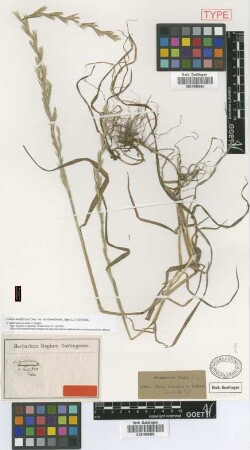 Lolium multiflorum Lam. var. excelsum Griseb.[holotype]