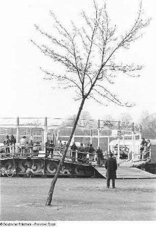 Dresden. Frühlingsfest. Einzelner Baum und Karussell