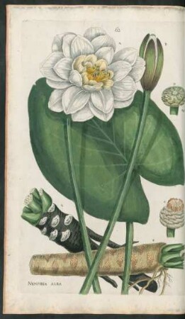 63. Nymphea alba