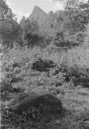Vegetation : Blick auf die Vegetation um Mlalo; im Hintergrund Berge.