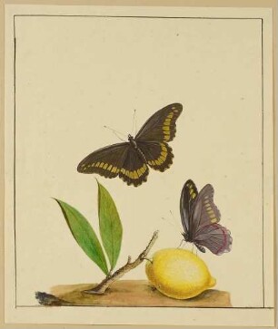Zitrone und zwei Schmetterlinge, Blatt 2 einer Folge mit Pflanzen und Insekten
