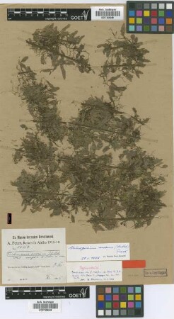 Trichomanes erosum Willd. f. Peter majus[type]