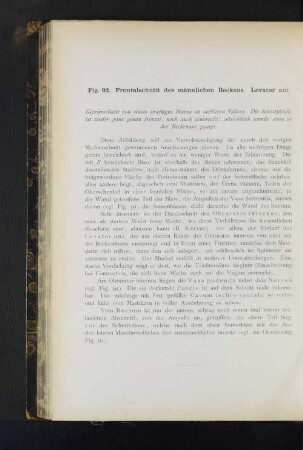Fig. 92. Frontalschnitt des männlichen Beckens. Levator ani.