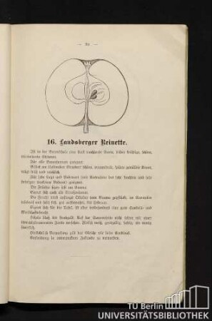 16. Landsberger Reinette.