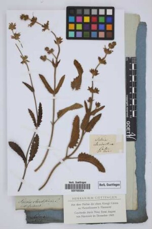Salvia clandestina L.
