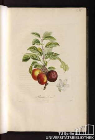 Pomme noire.