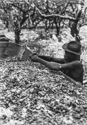 Geerntete Kakaobohnen : Frisch geerntete Kakaobohnen auf einer Plantage bei Limbe.