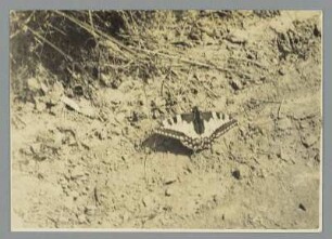 Auf dem Feldweg sitzt der Schwalbenschwanz
