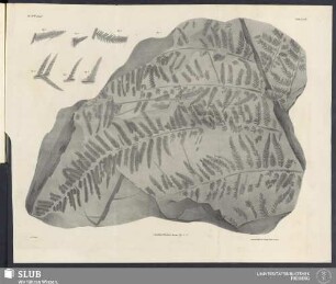 Tab. XXVII
