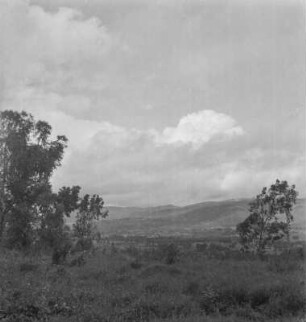 Eukalyptus bei Kabale : Blick von einem Hotel in Kabale nach Ostkigesi, auf den Feldern in staatlichem Besitz Eukalyptus