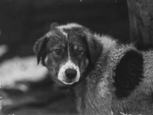 Mudi : Mudi (Haushund, Canis lupus familiaris Linnaeus), ein ungarischer Schäferhund.