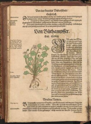 Von Buchampffer, Cap. CLXXVIII