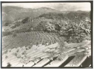 Anbau von Coca, Bananen und Reis bei Chulumani