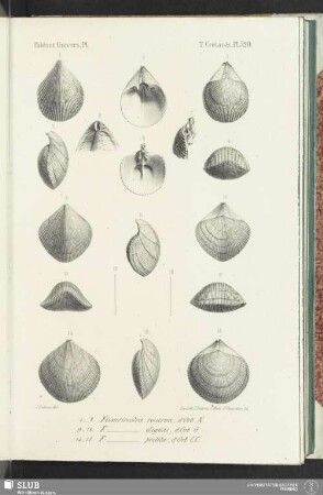 Pl. 520