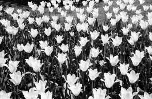 Mainau, Insel Mainau: Pressefahrt mit der DB, Tulpenblüte auf der Mainau; Tulpenbeete, Großaufnahme