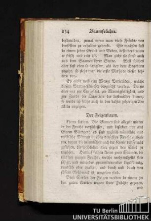 Der Feigenbaum.
