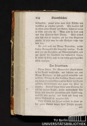 Der Feigenbaum.