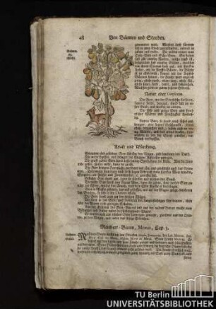 Cap. 3. Maulbeer-Baum, Morus.