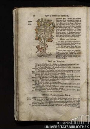 Cap. 3. Maulbeer-Baum, Morus.