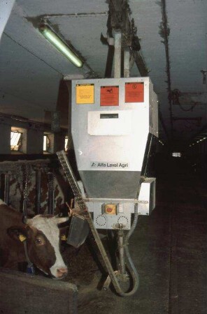Fotografie: Kraftfutterautomat schienengebunden, Anbindehaltung, Milchkuh