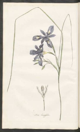 Iris longifolia