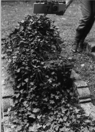 Grabstein 73 (Index: 99618143) Zustand: komplett mit Efeu überwachsen Besonderheit: keine Maßangaben: Grabstein 73