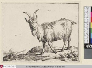 [Autre bouc descendant d'une petite élévation de terre; Ein gehender Ziegebock]