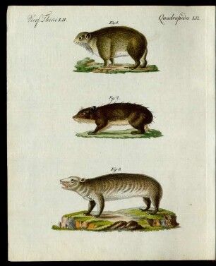 Fettthiere verschiedner Art.