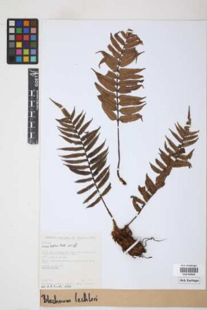 Blechnum lechleri Mett.