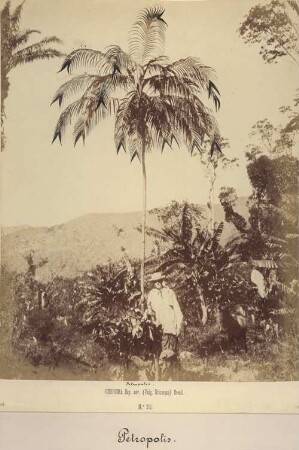 Geonoma Esp. nov. (Vulg. Uricurana) Brasilien, Petropolis