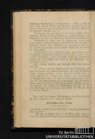 Die Waldföhre oder Kiefer.