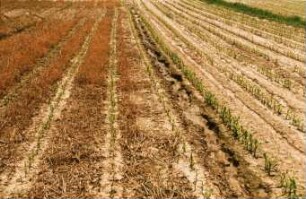 Fotografie: Säverfahren, Einzelkornsaat, Mais, Mulchsaat, Wendende Bodenbearbeitung, Erosion