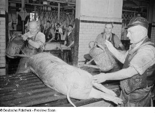 Reinigung der toten Schweine