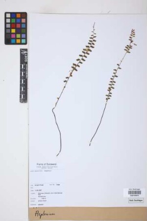 Asplenium spec.