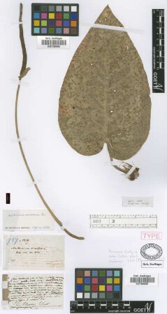 Anthurium venosum Griseb. [holotype]