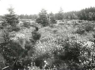 Hochmoor bei Reitzenhain : Westerzgebirge. Hochmoor bei Reitzenhain (durch Gräben und Torfabbau degradiert)