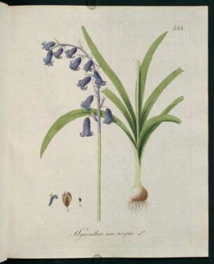 Hyacinthus non scriptus L.