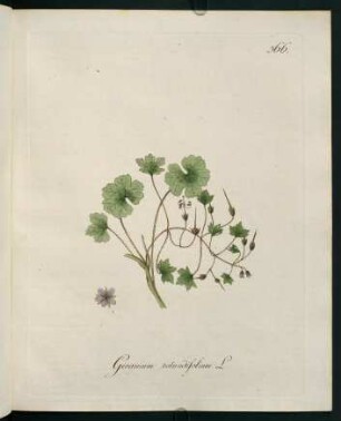 Geranium rotundifolium L.