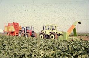 Fotografie: Ernteverfahren, Zuckerrübe, Zweiphasiges Ernteverfahren
