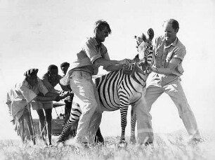 Serengeti darf nicht sterben