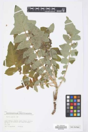 Sonchus gummifer Link