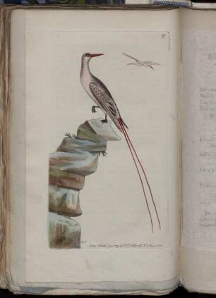 The-Tailed Tropic-Bird.
