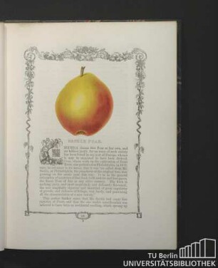 Seckle Pear.