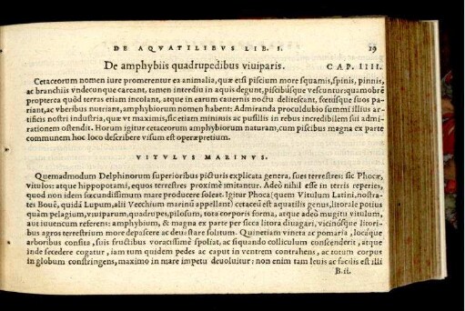 De amphybiis quadrupedibus viviparis. Cap. IIII.