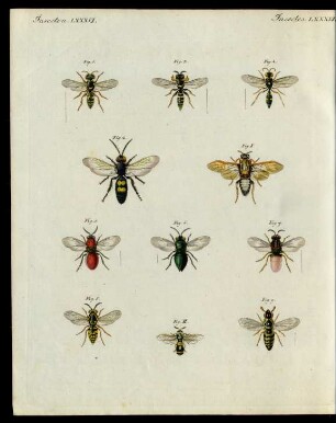 Merkwürdige Insecten.