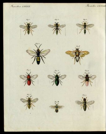 Merkwürdige Insecten.