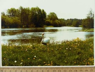 Fotografie, Deichow (Dychów)
