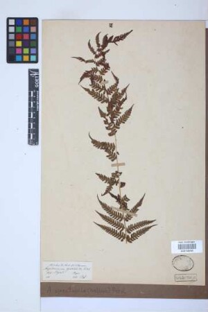 Athyrium spectabile (Wall.) C. Presl