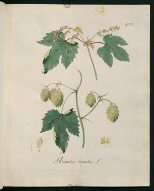 Humulus lupulus L.